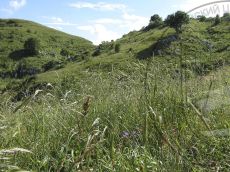 Secale-kuprijanovii_Черногор